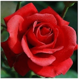 ikon Flower wallpapers HD