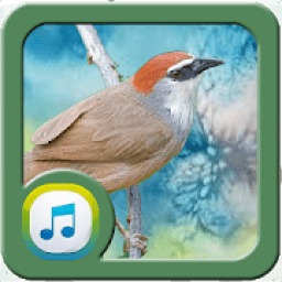 Masteran Kicau Cucak Kopi icon