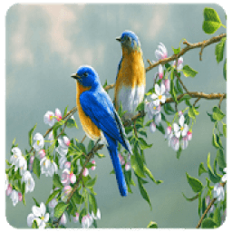 ikon Bird HD Wallpaper