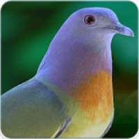 Pink Necked Green Pigeon Call : Pigeon Sounds on 9Apps