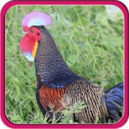 Suara Ayam Hutan Terbaru 1.0