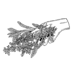 ikon School of Witchery