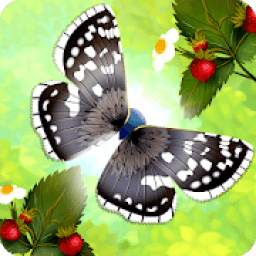 Flutter: Butterfly Sanctuary