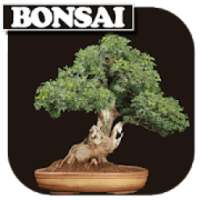 Newest Bonsai Style