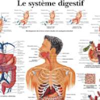 Lexique médicale français/arabe/terminologie