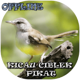 Suara Burung Ciblek Pikat icon