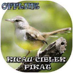 Suara Burung Ciblek Pikat 4.1