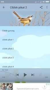 Suara Burung Ciblek Pikat screenshot 2