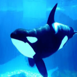 Wifi The Browser आइकन