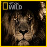 Nat Geo Wild - wild animal education on 9Apps