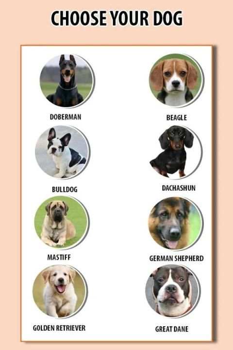 Dog Translator Simulator screenshot 3