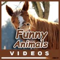 Funny Animal Compilation Videos