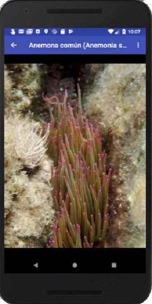 Especies Marinas Cabo de Gata screenshot 1