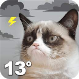 Grumpy Cat Weather