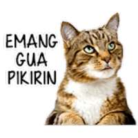Stiker Kucing Lucu WAStickerApps