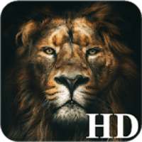 Lion HD Wallpaper