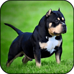 ikon Pitbull HD Wallpapers 2019