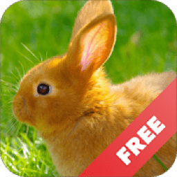 Kid learns animal आइकन