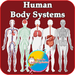 ikon Human Body Systems | Body Systems