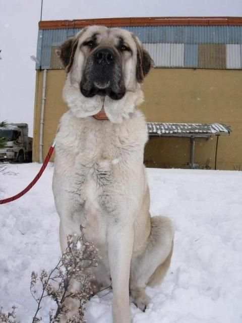 Kangal Köpeği HD Duvar Kağıtları screenshot 7
