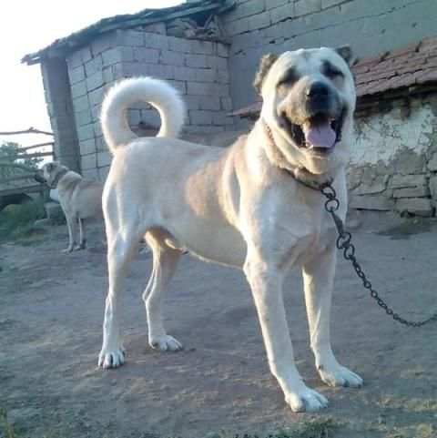 Kangal Köpeği HD Duvar Kağıtları screenshot 2