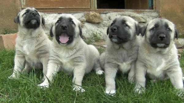 Kangal Köpeği HD Duvar Kağıtları screenshot 8