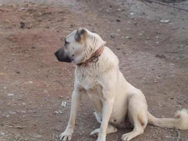 Kangal Köpeği HD Duvar Kağıtları screenshot 6