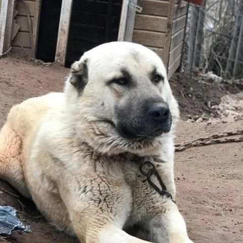 Kangal Köpeği HD Duvar Kağıtları screenshot 5