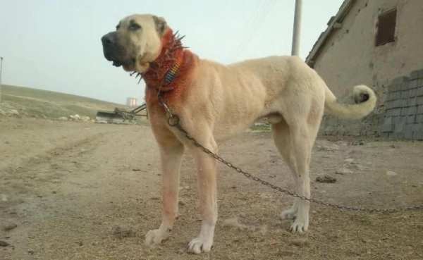 Kangal Köpeği HD Duvar Kağıtları screenshot 3
