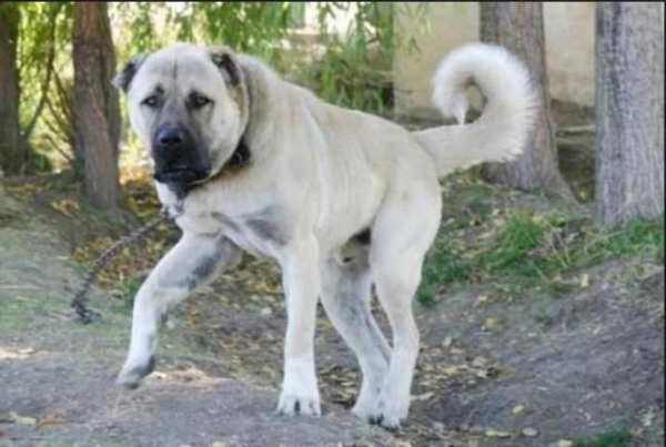 Kangal Köpeği HD Duvar Kağıtları screenshot 1