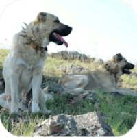 Kangal Köpeği HD Duvar Kağıtları