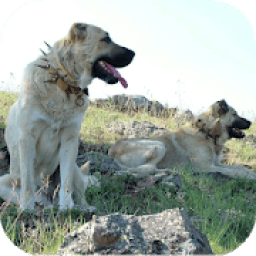 Kangal Köpeği HD Duvar Kağıtları आइकन