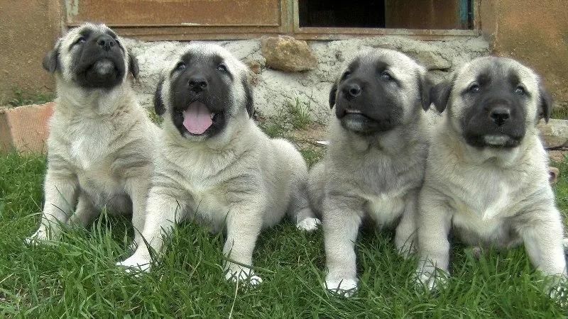 Kangal Köpeği HD Duvar Kağıtları स्क्रीनशॉट 8