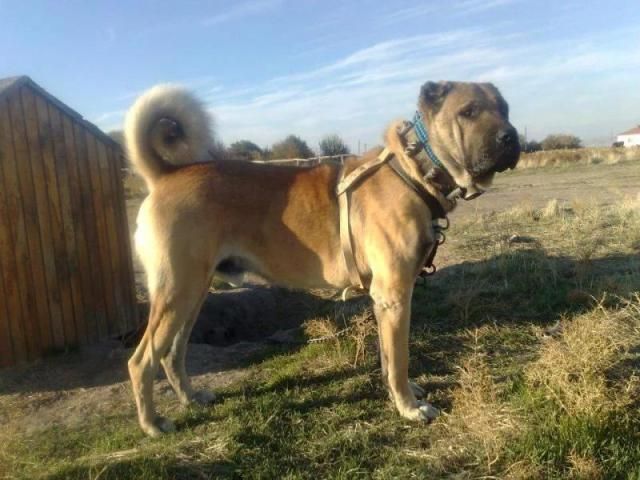 Kangal Köpeği HD Duvar Kağıtları स्क्रीनशॉट 4