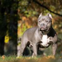 Pitbull कुत्तों नस्ल आरा नई पहेलियाँ