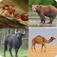 Guess The Animals