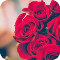 Rose Wallpapers & Flower Images on 9Apps