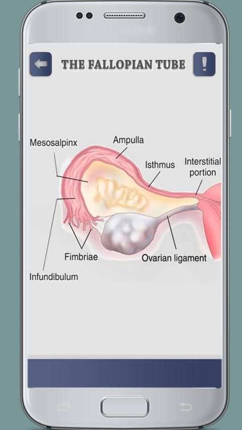 Female Reproductive System 3D скриншот 5