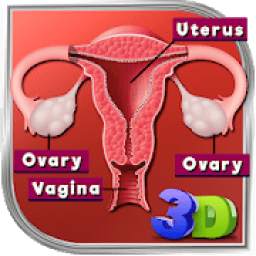Female Reproductive System 3D 1.0