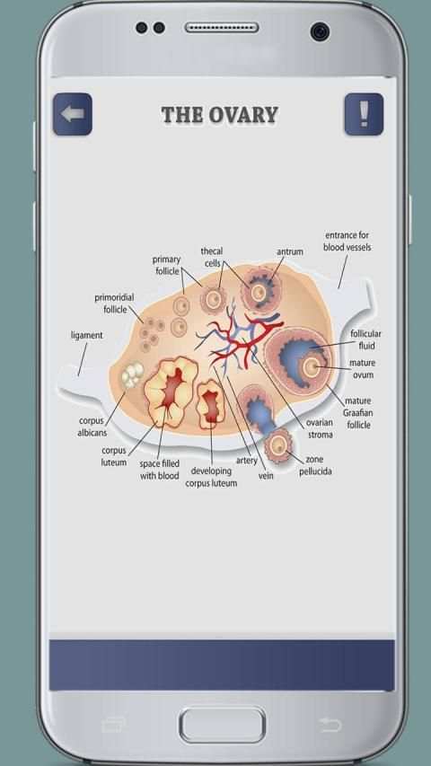 Female Reproductive System 3D скриншот 3