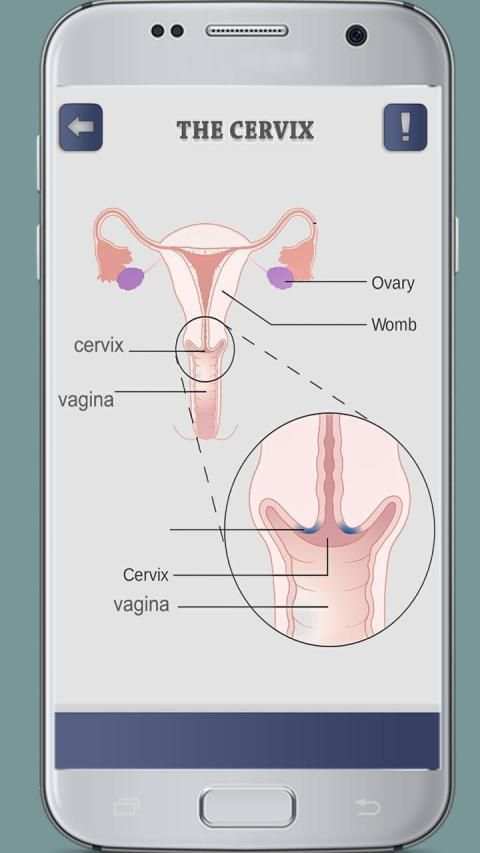 Female Reproductive System 3D screenshot 6