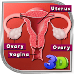 ikon Female Reproductive System 3D