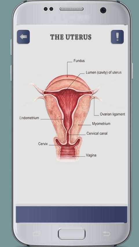 Female Reproductive System 3D скриншот 4