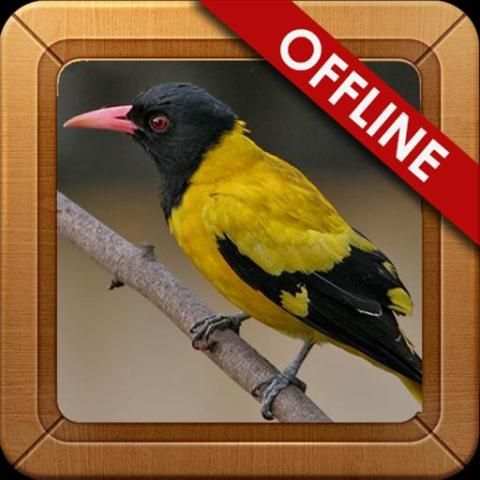 Suara Burung Kepodang Gacor screenshot 6