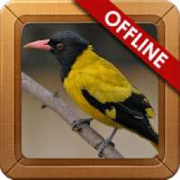 Suara Burung Kepodang Gacor on 9Apps