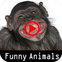 Funny Animals Videos