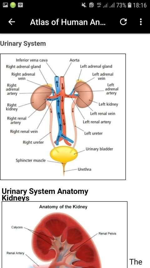Atlas of Human Anatomy Offline screenshot 10