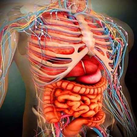 Atlas of Human Anatomy Offline screenshot 16