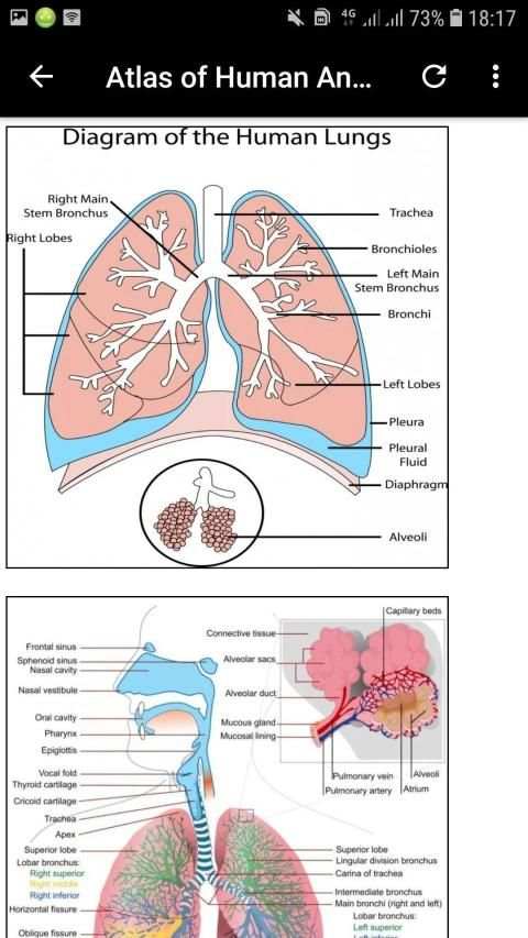 Atlas of Human Anatomy Offline screenshot 8
