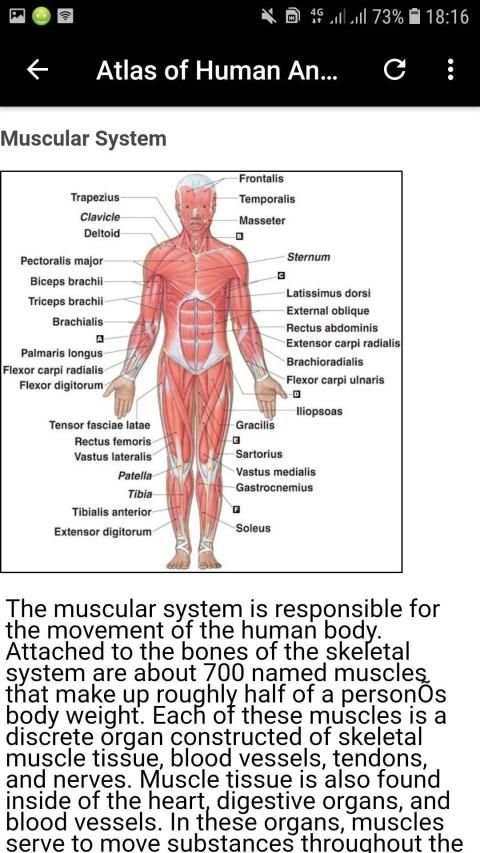 Atlas of Human Anatomy Offline screenshot 12